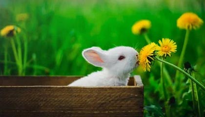 【足协杯】10打10！顾超扑点 苏宁总分5比3泰达晋级